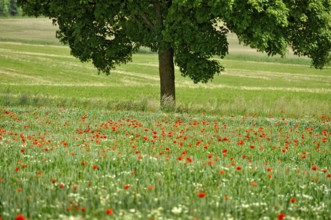 Wheat field, wheat (Triticum aestivum) with poppies (Papaver rhoeas) and daisies (Leucanthemum