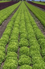Lettuce cultivation in Knoblauchsland, early vegetable cultivation, urban area Nuremberg, Fürth