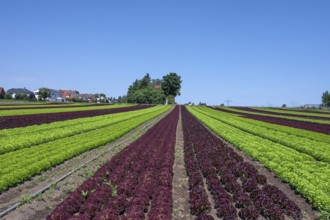 Lettuce cultivation in Knoblauchsland, early vegetable cultivation, urban area Nuremberg, Fürth
