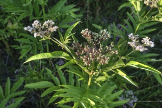Blossoms and berries of dwarf elderberry or attich (Sambucus ebulus), Bavaria, Germany