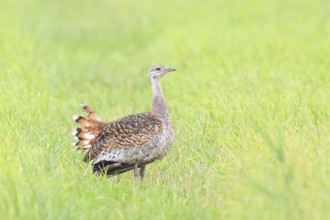 Great Bustard (Otis tarda), standing in a meadow, steppe bird, extremely rare bird species,