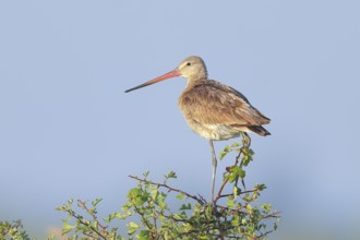 Black-tailed godwit (Limosa limosa), adult wader standing on a bush, wildlife, animals, birds,