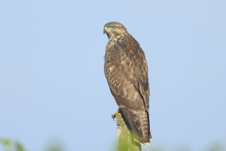 Buzzard (Buteo buteo) on the lookout, lurking on a concrete post, wildlife, animals, birds, bird of