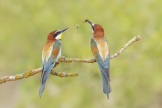 Bee-eater (Merops apiaster) pair sitting on a branch, male, breeding, wildlife, mating, migratory