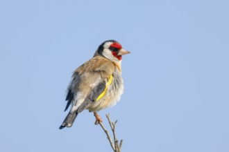 Goldfinch (Carduelis carduelis) adult, sitting on a thin branch, wildlife, animals, birds,