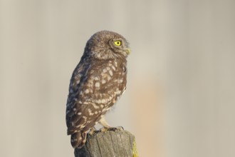 Little owl (Athene noctua) young bird sitting on a post, endangered bird species in Central Europe,