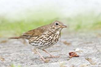 Song thrush (Turdus philomelos) standing on garden path, with caught earthworm (lumbricus