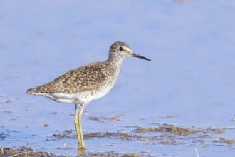 Wood Sandpiper (Tringa glareola) standing in shallow water, Wildlife, Animals, Birds, Snipe family,
