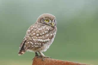 Little owl (Athene noctua) young bird sitting on an iron girder, endangered bird species in Central