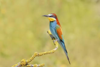 Bee-eater (Merops apiaster) sitting on a branch, male, breeding, wildlife, mating, migratory bird,