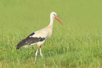 White stork (Ciconia ciconia) foraging in a meadow in the early morning, Wildlife, Nature