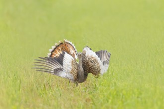 Great Bustard (Otis tarda), standing with spread wings in a meadow, steppe bird, extremely rare