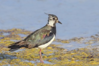 Lapwing (Vanellus vanellus) adult bird foraging in shallow water, wildlife, animals, birds, plover