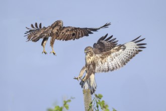 Buzzard (Buteo buteo) Buzzard chasing another buzzard from a concrete post, Wildlife, animals,