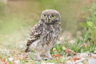Little owl (Athene noctua) young bird standing on the ground, endangered bird species in Central