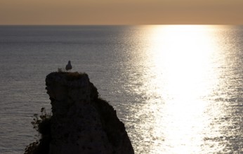 Herring gull (Larus argentatus) looking at sunset, on rock needle Aiguille, Étretat, sea, cliffs,