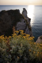 Sand immortelle (Helichrysum arenarium) in front of rocks, Étretat, sea, steep coast, cliffs, chalk
