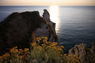 Sand immortelle (Helichrysum arenarium) in front of rocks, Étretat, sea, steep coast, cliffs, chalk
