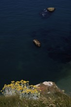 Sand immortelle (Helichrysum arenarium) on rocks, promontory, Étretat, sea, cliffs, cliffs, chalk
