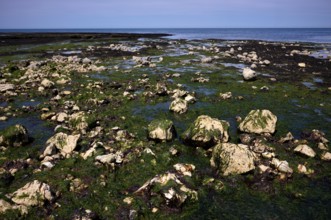 Low tide, seaweed, stones, rocks, Étretat, sea, steep coast, cliffs, chalk cliffs, alabaster coast,