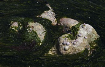 Low tide, seaweed, bigorneaux, large periwinkles, on stone, rocks, Étretat, sea, cliffs, chalk