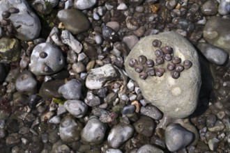 Low tide, Bigorneaux, large periwinkles, on stone, rocks, Étretat, sea, steep coast, cliffs, chalk