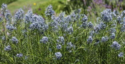 Blue star bush (Amsonia hubrichtii), Münsterland, North Rhine-Westphalia, Germany