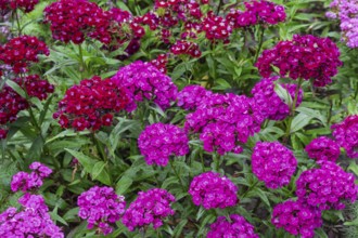 Bearded carnations (Dianthus barbatus), North Rhine-Westphalia, Germany