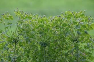 Roller spurge (Euphorbia myrsinites) fruit stand, fruits, North Rhine-Westphalia, Germany