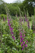 Foxglove (Digitalis purpurea) with raindrops, Netherlands