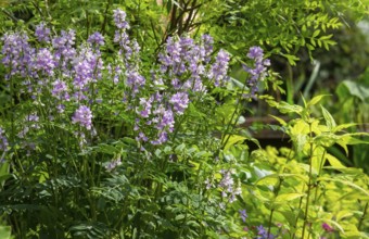 Honeysuckle (Galega officinalis), Netherlands