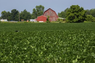 Shelbyville, Michigan - A red barn at the edge of a field on a farm in west Michigan
