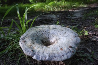 Prairieville, Michigan - The edible Lactarius indigo blue mushroom on a forest floor in west