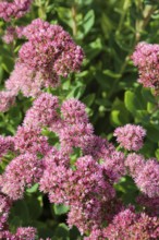 Stonecrop (Sedum), wall pepper, pink flowers, flowers, plants, Oberuhldingen district,