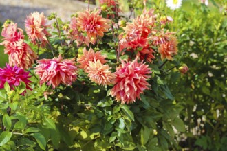 Dahlias (Dahlia), pink blossoms, flowers, plants, Oberuhldingen district, Uhldingen-Mühlhofen