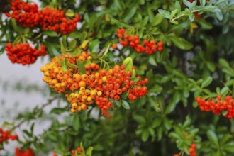 Firethorn (Pyracantha), shrub, plants, orange-coloured berries, Oberuhldingen district,