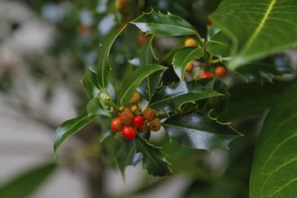 European holly (Ilex aquifolium), shrub, plants, Oberuhldingen district, Uhldingen-Mühlhofen