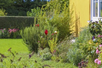 Front garden, well-kept garden, bed, flowers, plants, district Oberuhldingen, municipality