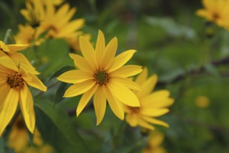 Jerusalem artichoke (Helianthus tuberosus), yellow blossom, flowers, plants, Oberuhldingen