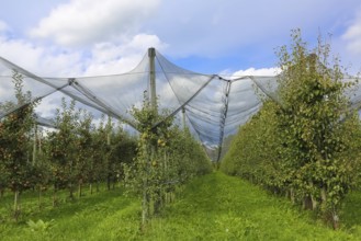 Fruit trees, apple trees, pear trees, bird protection, bird protection nets, agriculture, fruit
