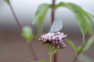 Pale blue (Celastrina argiolus), water azalea, close-up, closed wings, North Rhine-Westphalia,