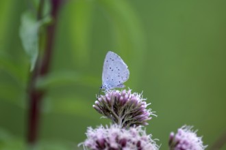 Pale blue (Celastrina argiolus), water azalea, close-up, closed wings, North Rhine-Westphalia,