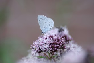 Pale blue (Celastrina argiolus), water aster, close-up, closed wings, North Rhine-Westphalia,