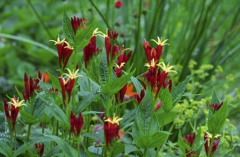 Fire gentian (Spigelia marilandica), Netherlands