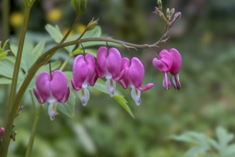 Watering heart (Lamprocapnos spectabilis), Netherlands