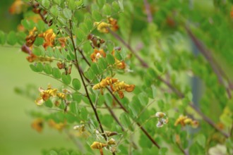 Bladder senna (Colutea arborescens) or common bladderwort, Netherlands