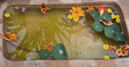 Flowers floating in a bowl of water, decoration, Netherlands