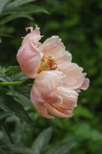 Peony (Paeonia), salmon-coloured, Münsterland, North Rhine-Westphalia, Germany