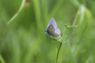 Hauhechel blue butterfly (Polyommatus icarus), male, blue, green, meadow, close-up, North