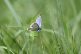 Blue butterfly (Polyommatus icarus), male, blue, green, meadow, close-up, North Rhine-Westphalia,